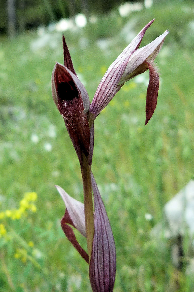 Serapias politisii
